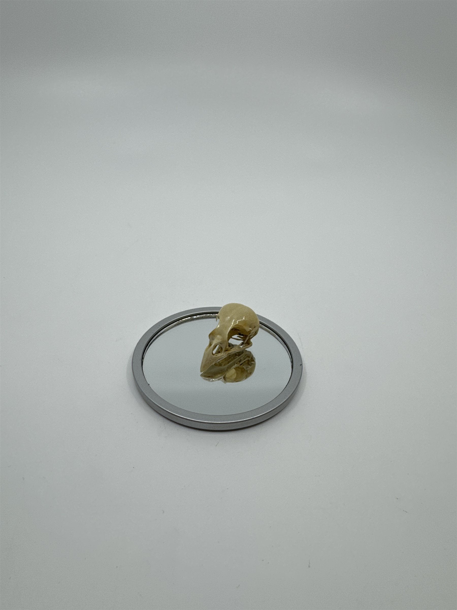 Vintage Tiny Bird Skull Skeleton /w Beak on Mirror Display Piece Decor Taxidermy