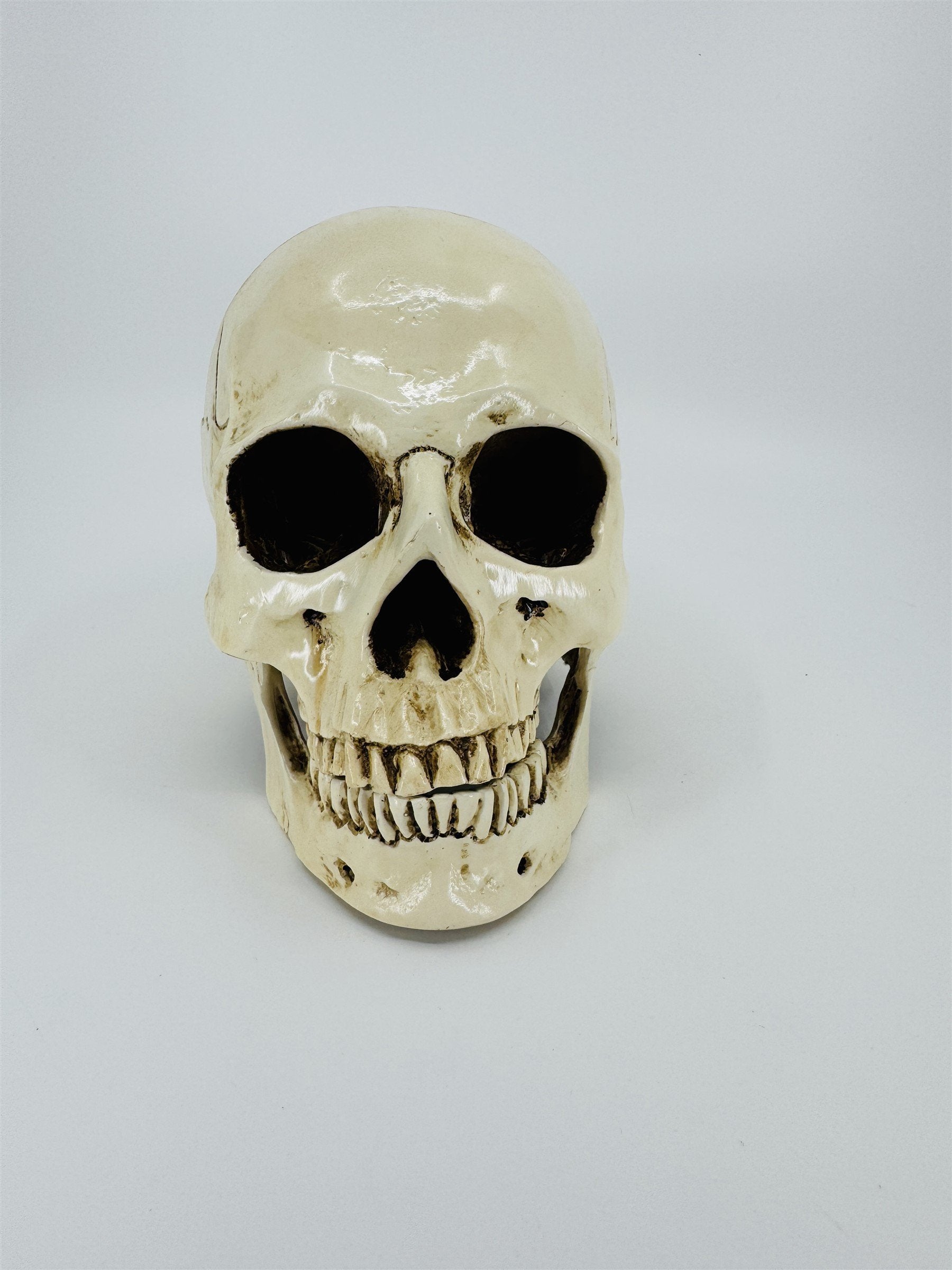 Vintage Human Skull Resin Replica Halloween Decor