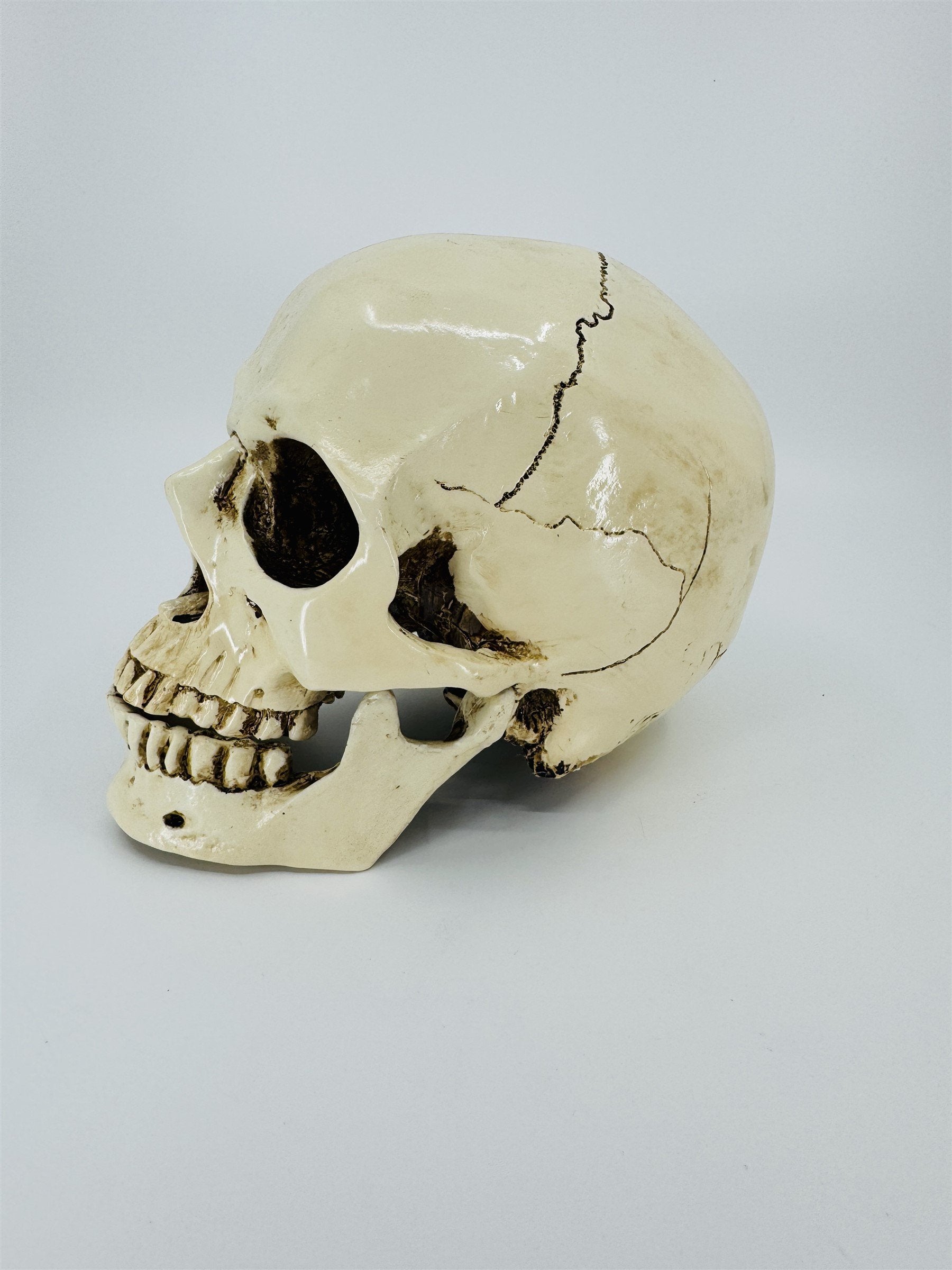 Vintage Human Skull Resin Replica Halloween Decor