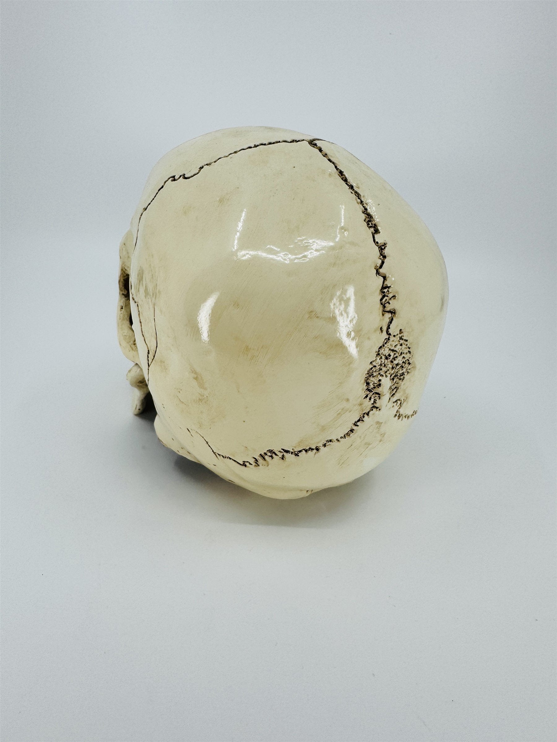Vintage Human Skull Resin Replica Halloween Decor