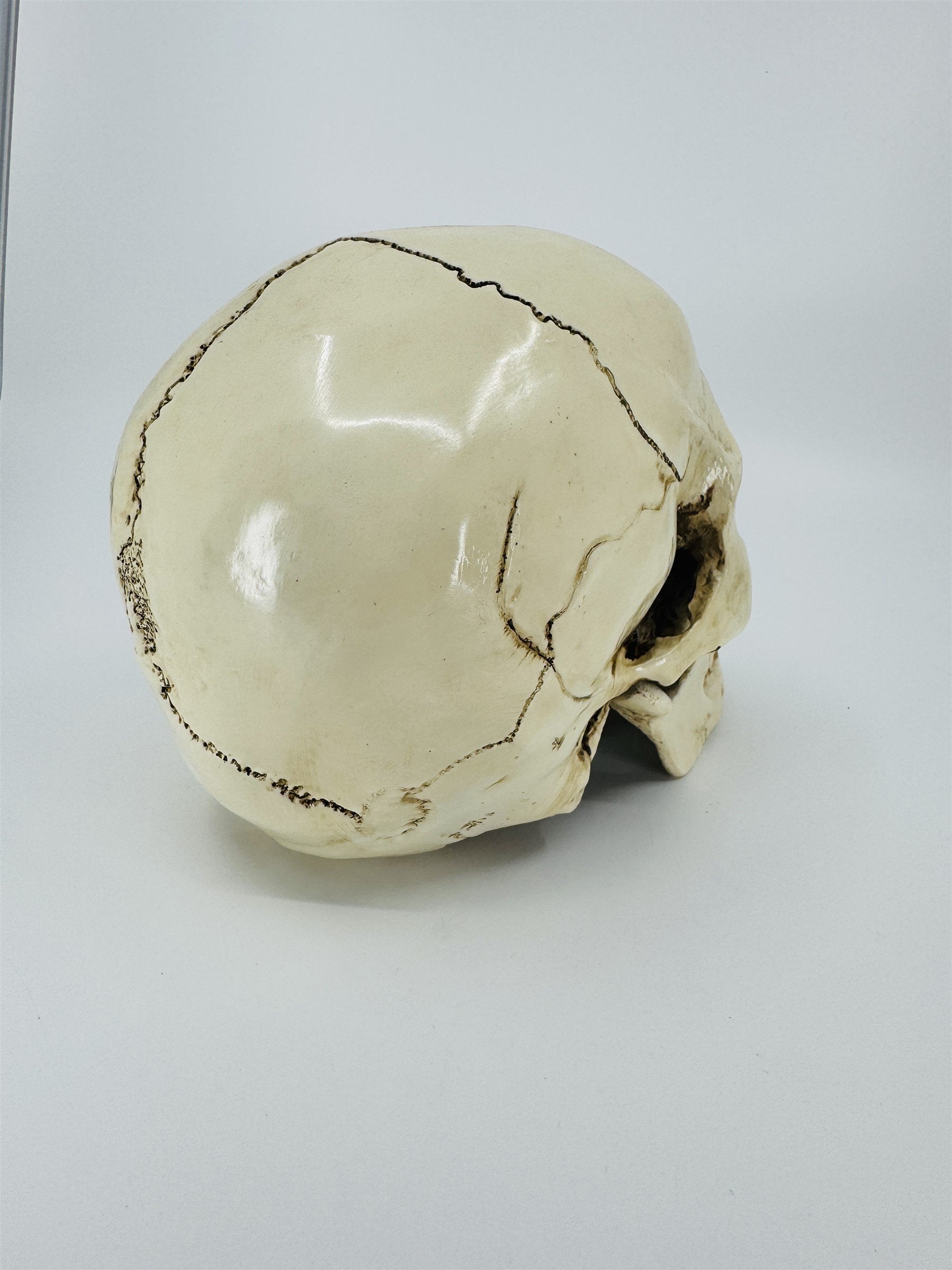 Vintage Human Skull Resin Replica Halloween Decor