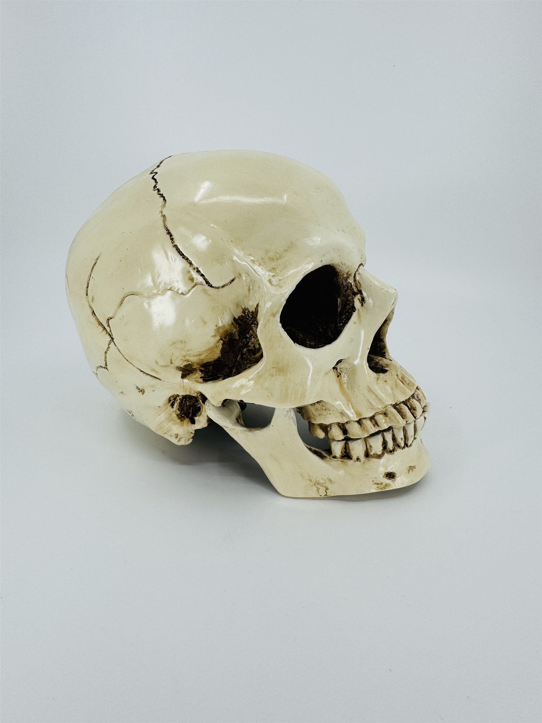 Vintage Human Skull Resin Replica Halloween Decor
