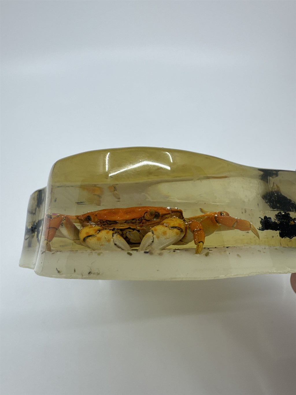 Vtg Handmade Resin Candy Dish Preserved Crab Moss Sea Shells Ocean Decor