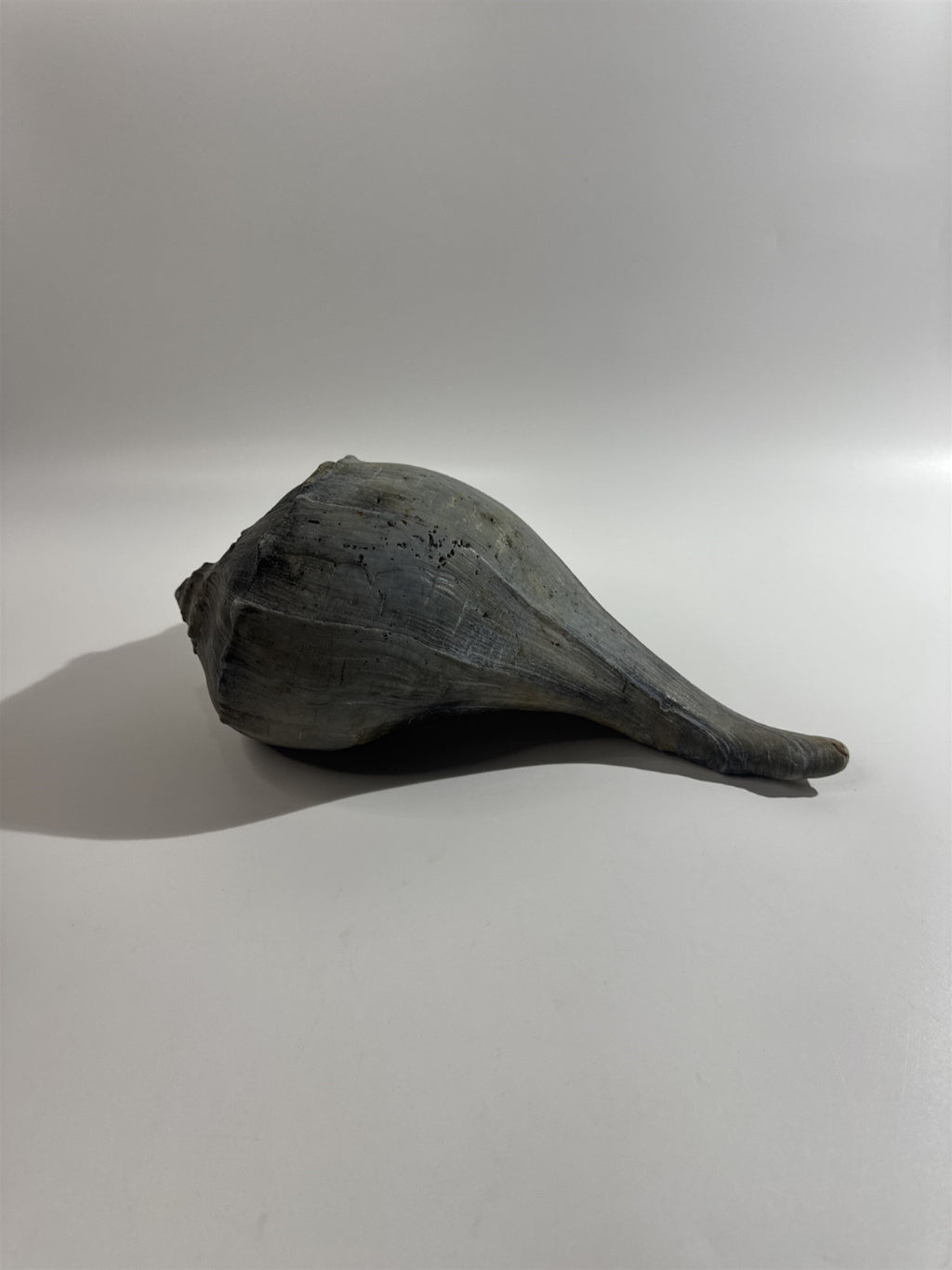 Large 10" Seashell Horse Conch Giant Ocean Shell Spiral Pointed Natural Shell