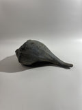 Large 10" Seashell Horse Conch Giant Ocean Shell Spiral Pointed Natural Shell