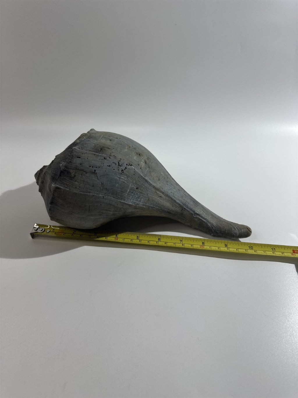 Large 10" Seashell Horse Conch Giant Ocean Shell Spiral Pointed Natural Shell