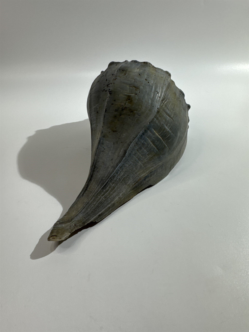 Large 10" Seashell Horse Conch Giant Ocean Shell Spiral Pointed Natural Shell