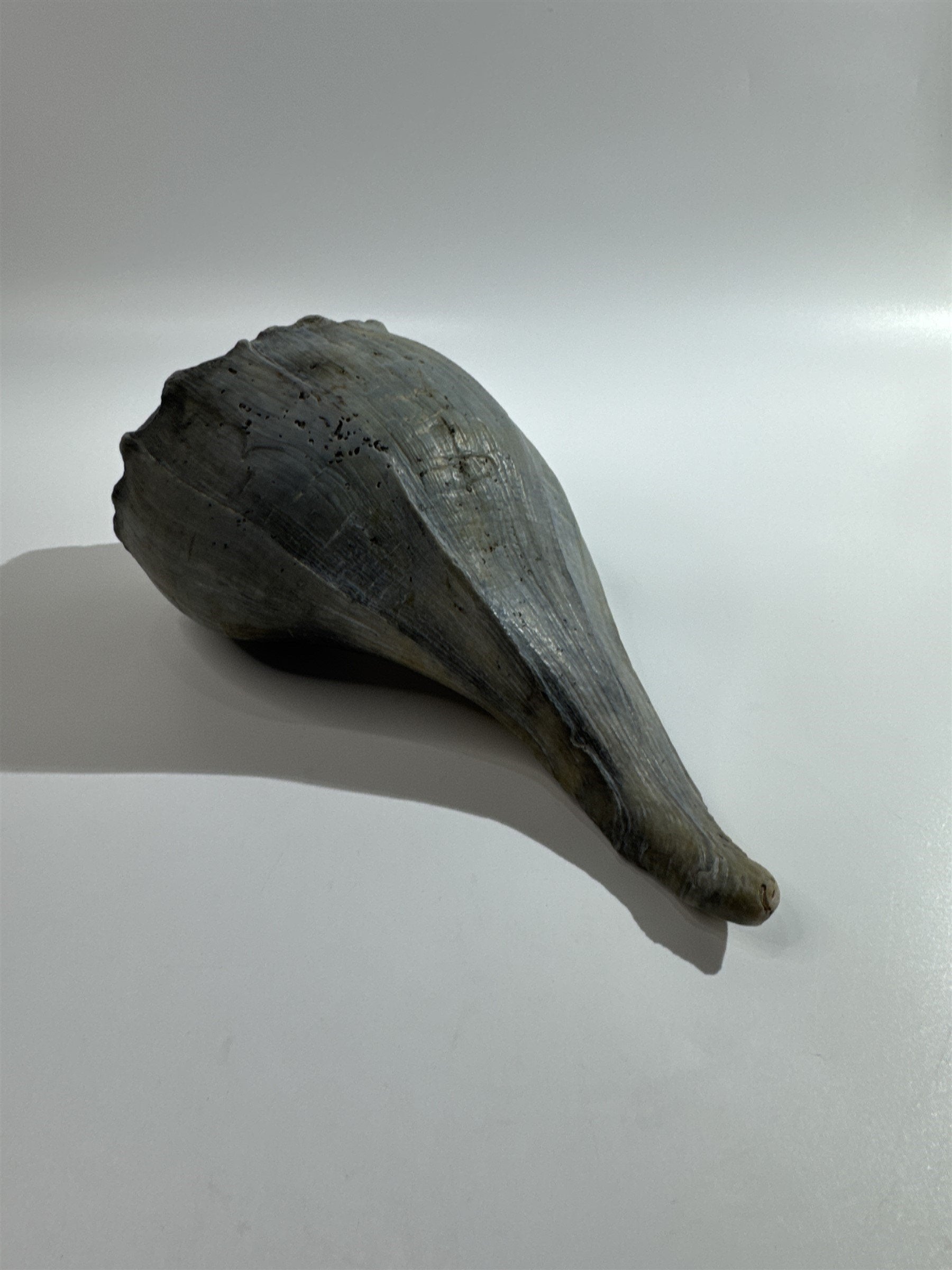 Large 10" Seashell Horse Conch Giant Ocean Shell Spiral Pointed Natural Shell