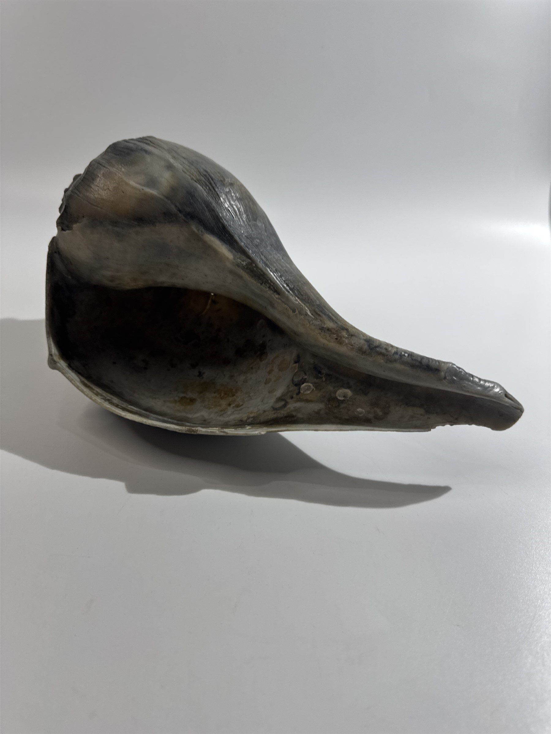 Large 10" Seashell Horse Conch Giant Ocean Shell Spiral Pointed Natural Shell
