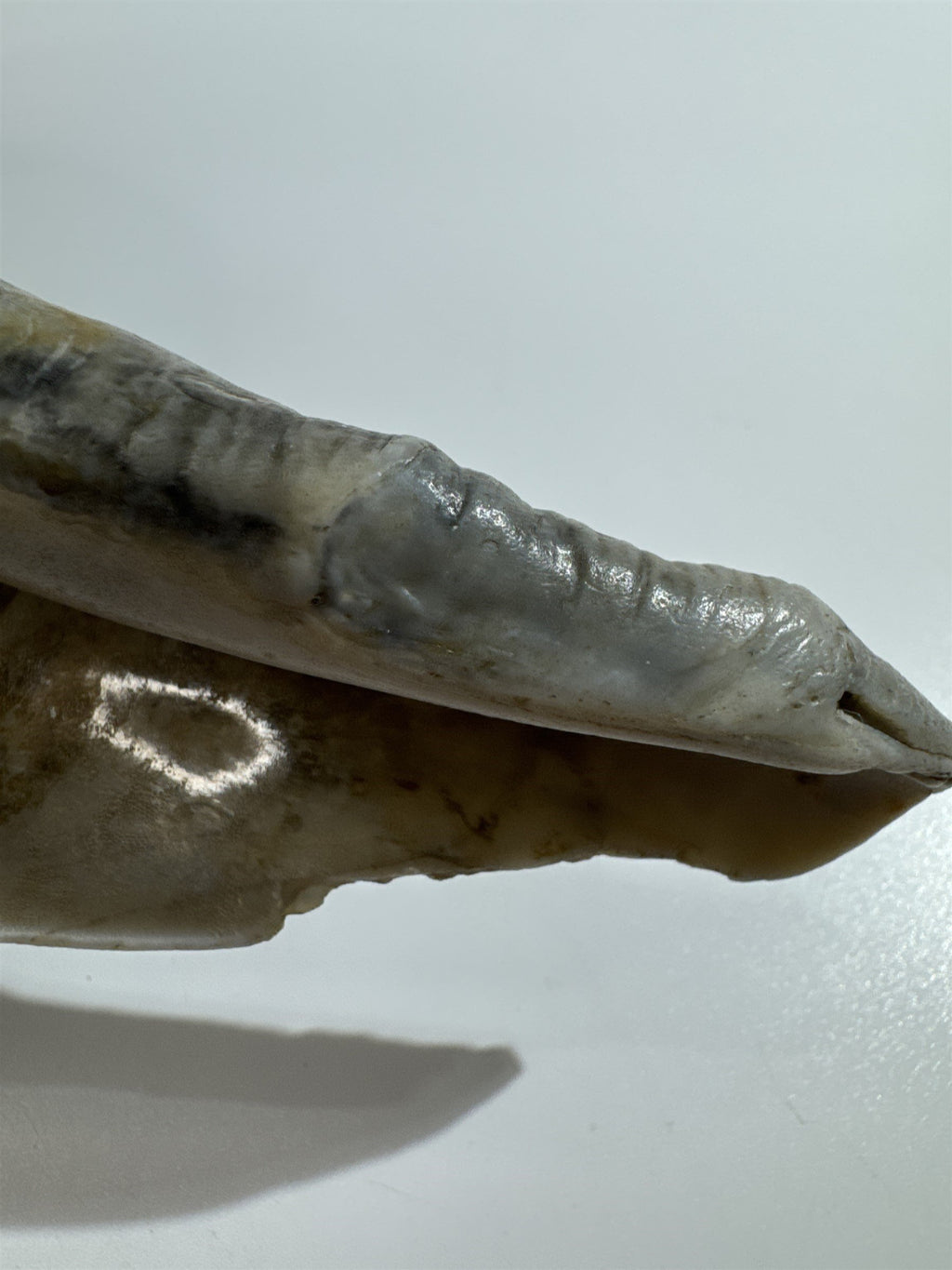 Large 10" Seashell Horse Conch Giant Ocean Shell Spiral Pointed Natural Shell