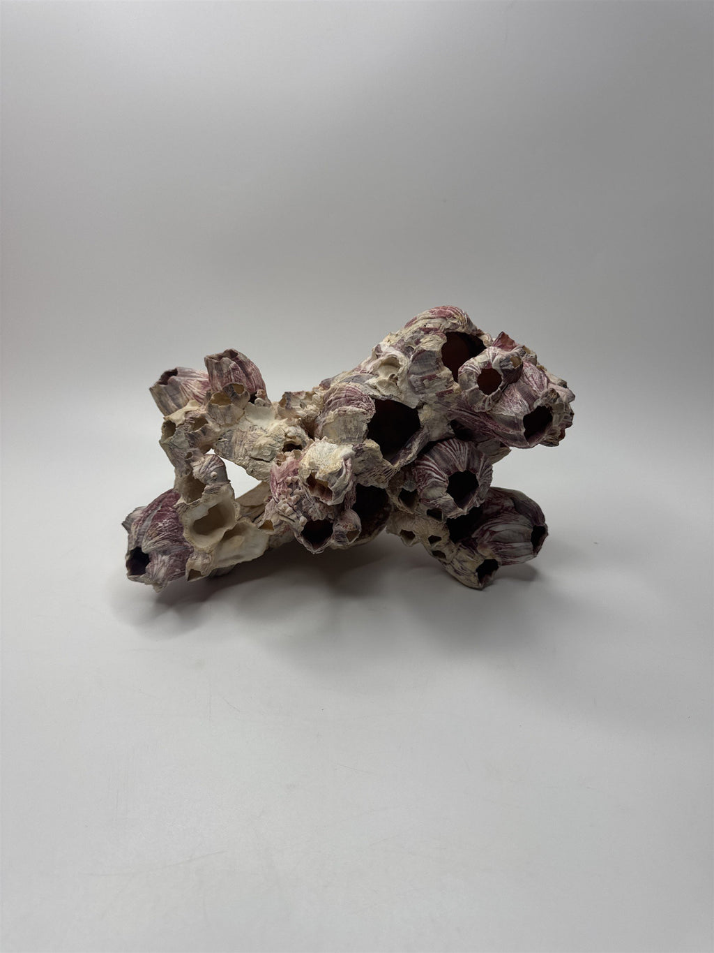 Vtg 8” Purple Acorn Barnacle Coral Cluster Fossil Ocean Seashell Fluorescent