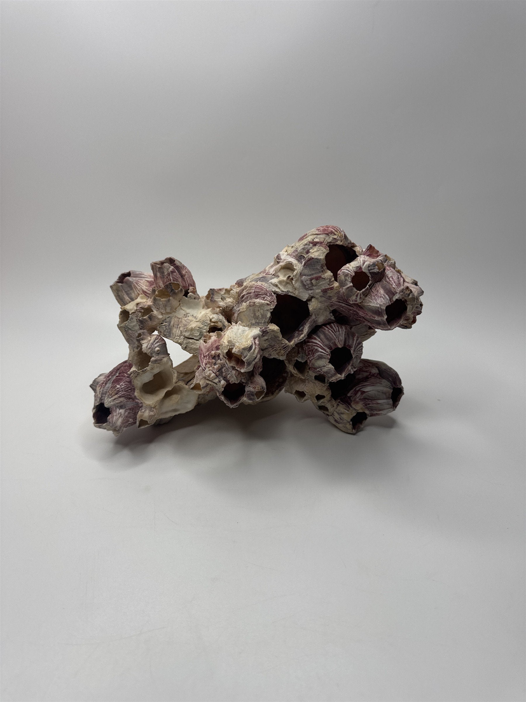 Vtg 8” Purple Acorn Barnacle Coral Cluster Fossil Ocean Seashell Fluorescent