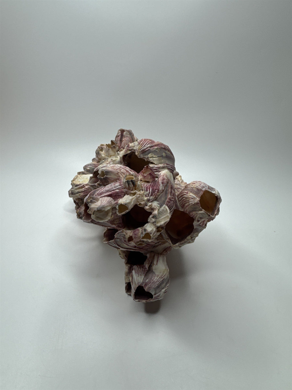 Vtg 8” Purple Acorn Barnacle Coral Cluster Fossil Ocean Seashell Fluorescent