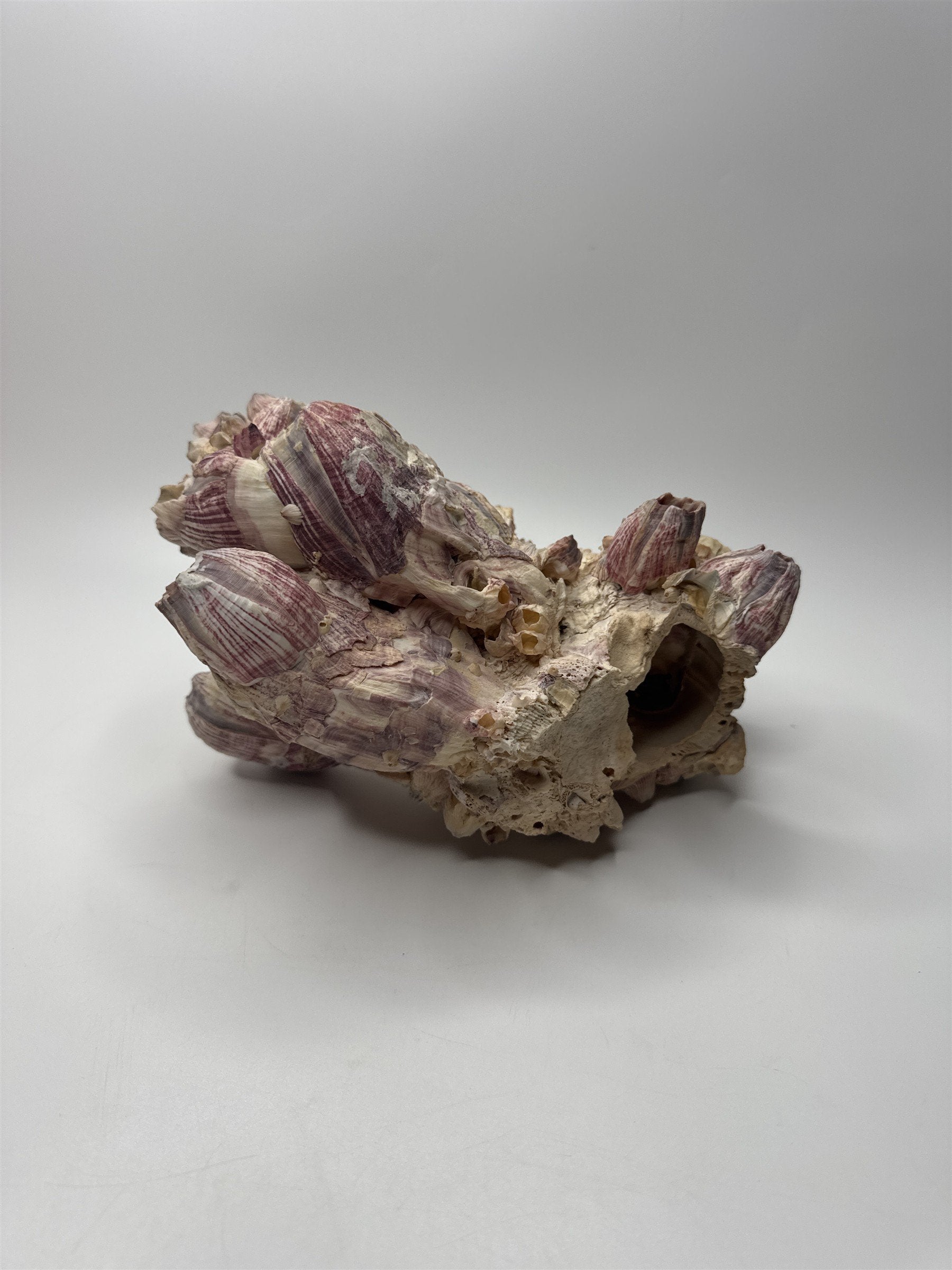 Vtg 8” Purple Acorn Barnacle Coral Cluster Fossil Ocean Seashell Fluorescent