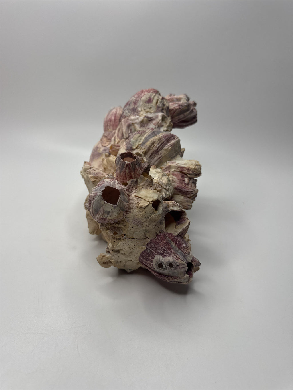 Vtg 8” Purple Acorn Barnacle Coral Cluster Fossil Ocean Seashell Fluorescent