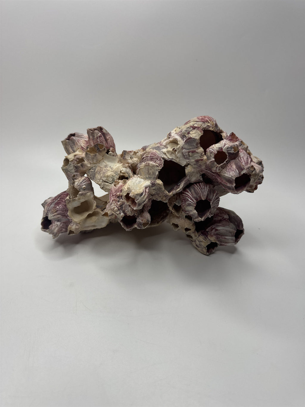 Vtg 8” Purple Acorn Barnacle Coral Cluster Fossil Ocean Seashell Fluorescent