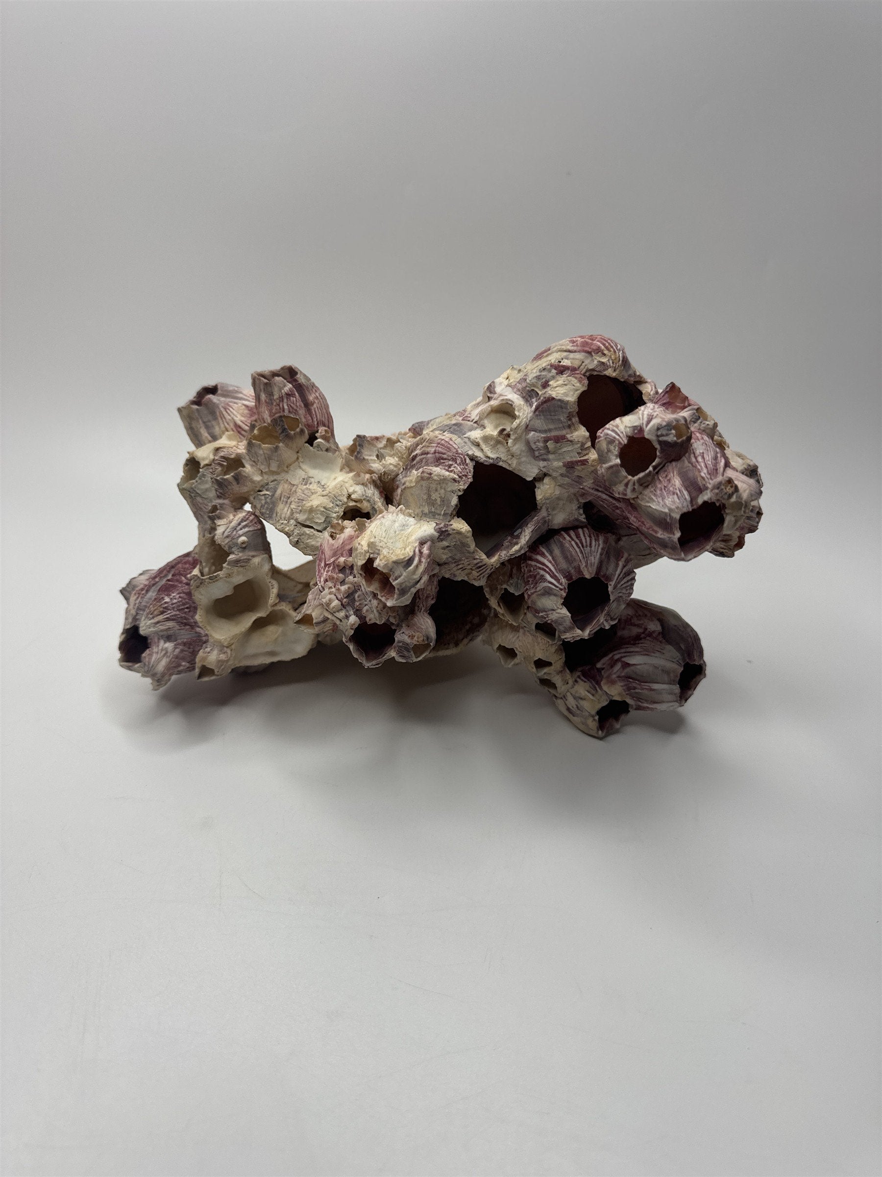 Vtg 8” Purple Acorn Barnacle Coral Cluster Fossil Ocean Seashell Fluorescent