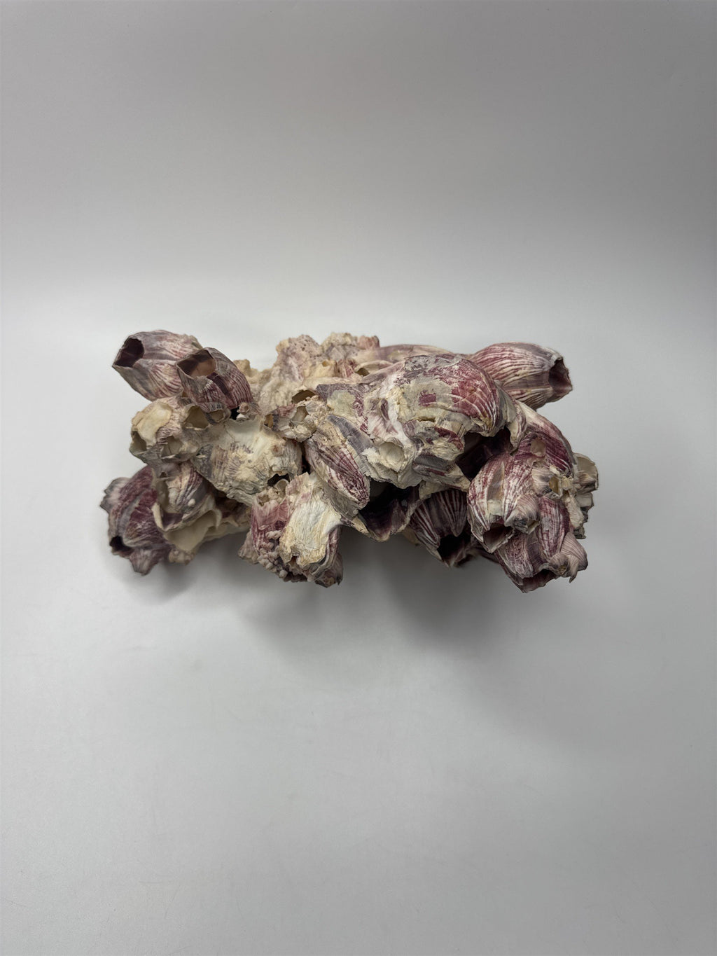Vtg 8” Purple Acorn Barnacle Coral Cluster Fossil Ocean Seashell Fluorescent