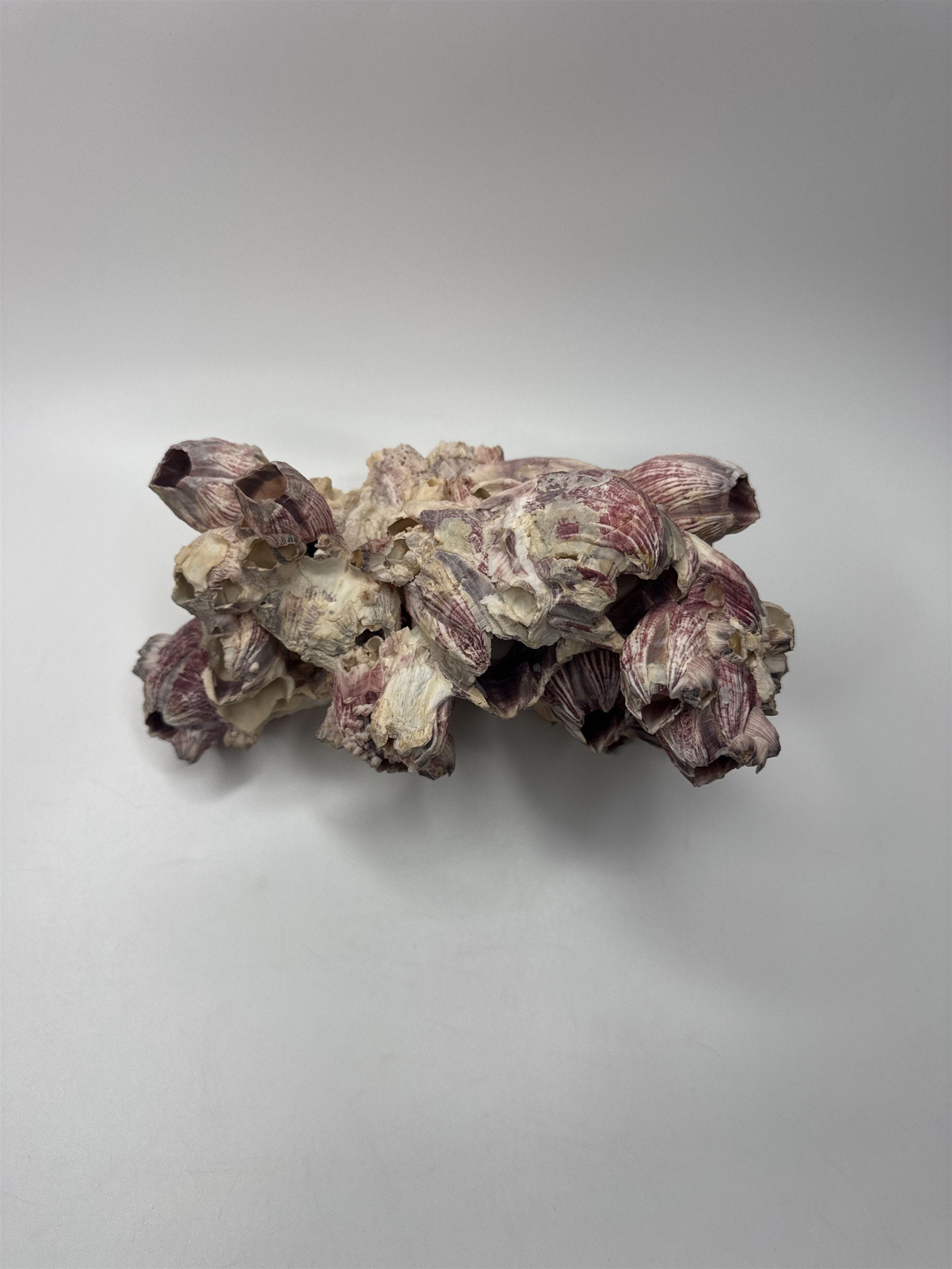 Vtg 8” Purple Acorn Barnacle Coral Cluster Fossil Ocean Seashell Fluorescent