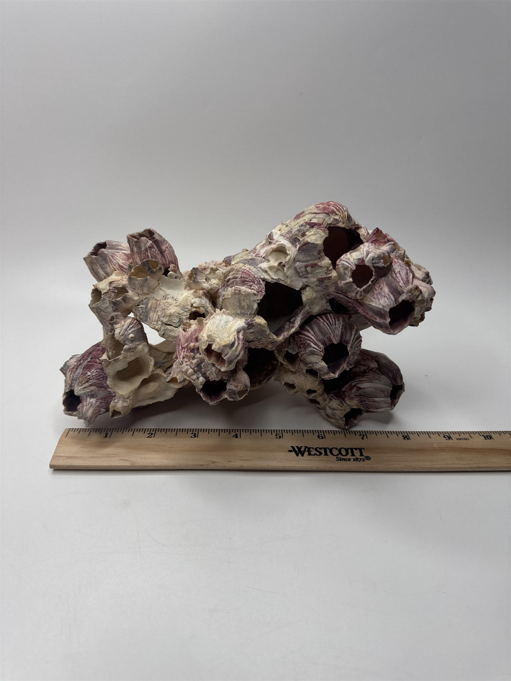 Vtg 8” Purple Acorn Barnacle Coral Cluster Fossil Ocean Seashell Fluorescent