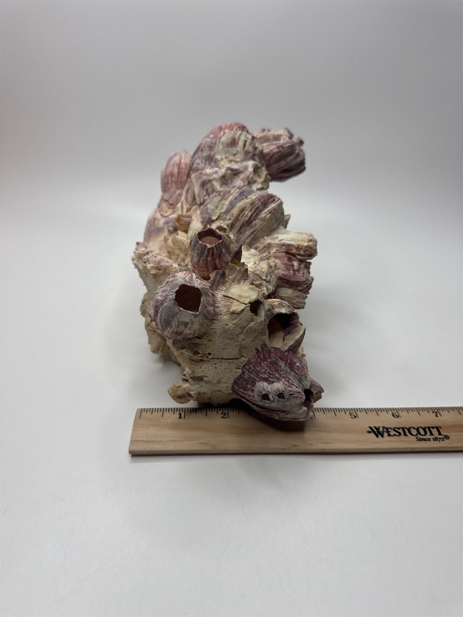 Vtg 8” Purple Acorn Barnacle Coral Cluster Fossil Ocean Seashell Fluorescent