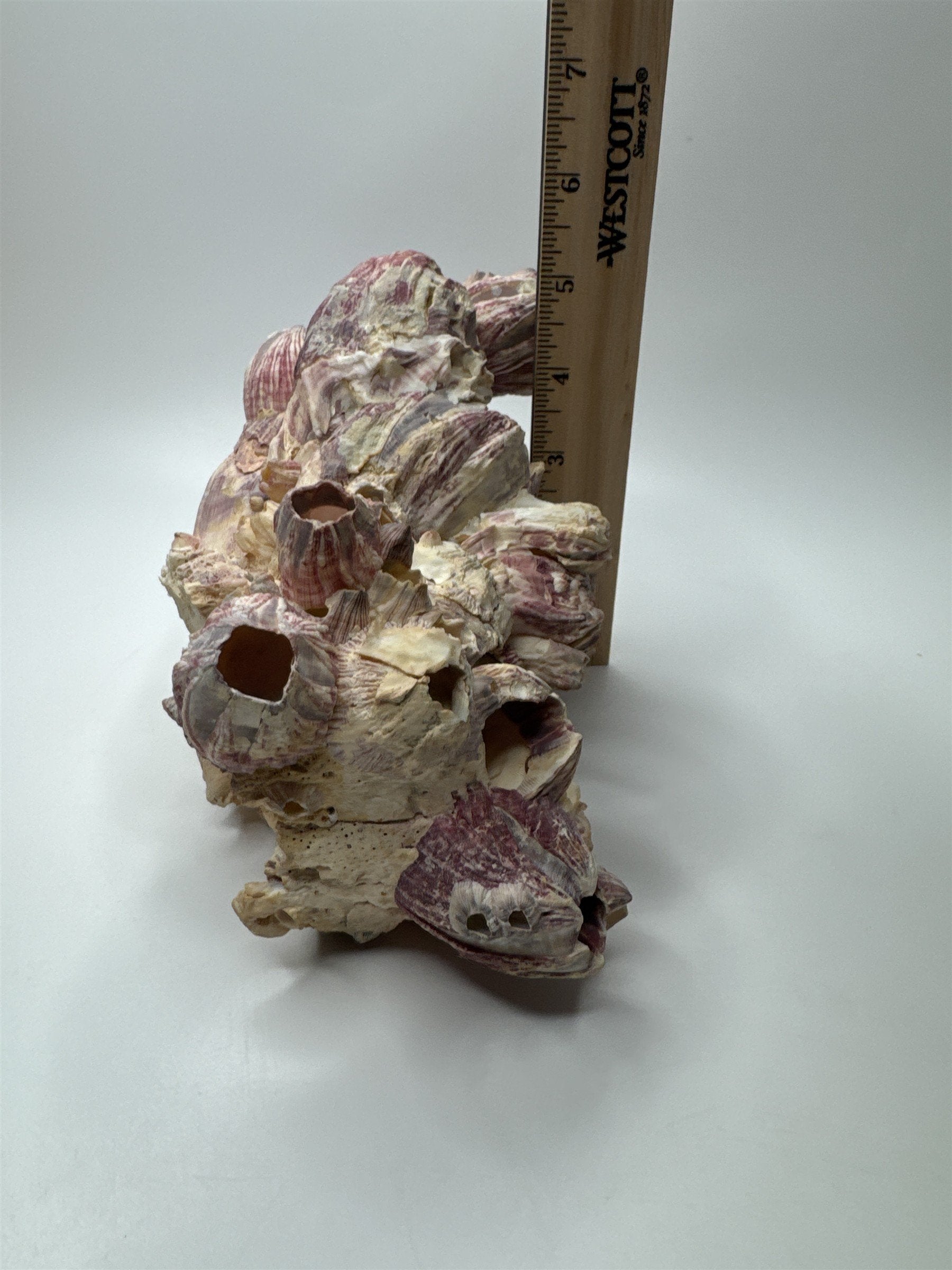 Vtg 8” Purple Acorn Barnacle Coral Cluster Fossil Ocean Seashell Fluorescent