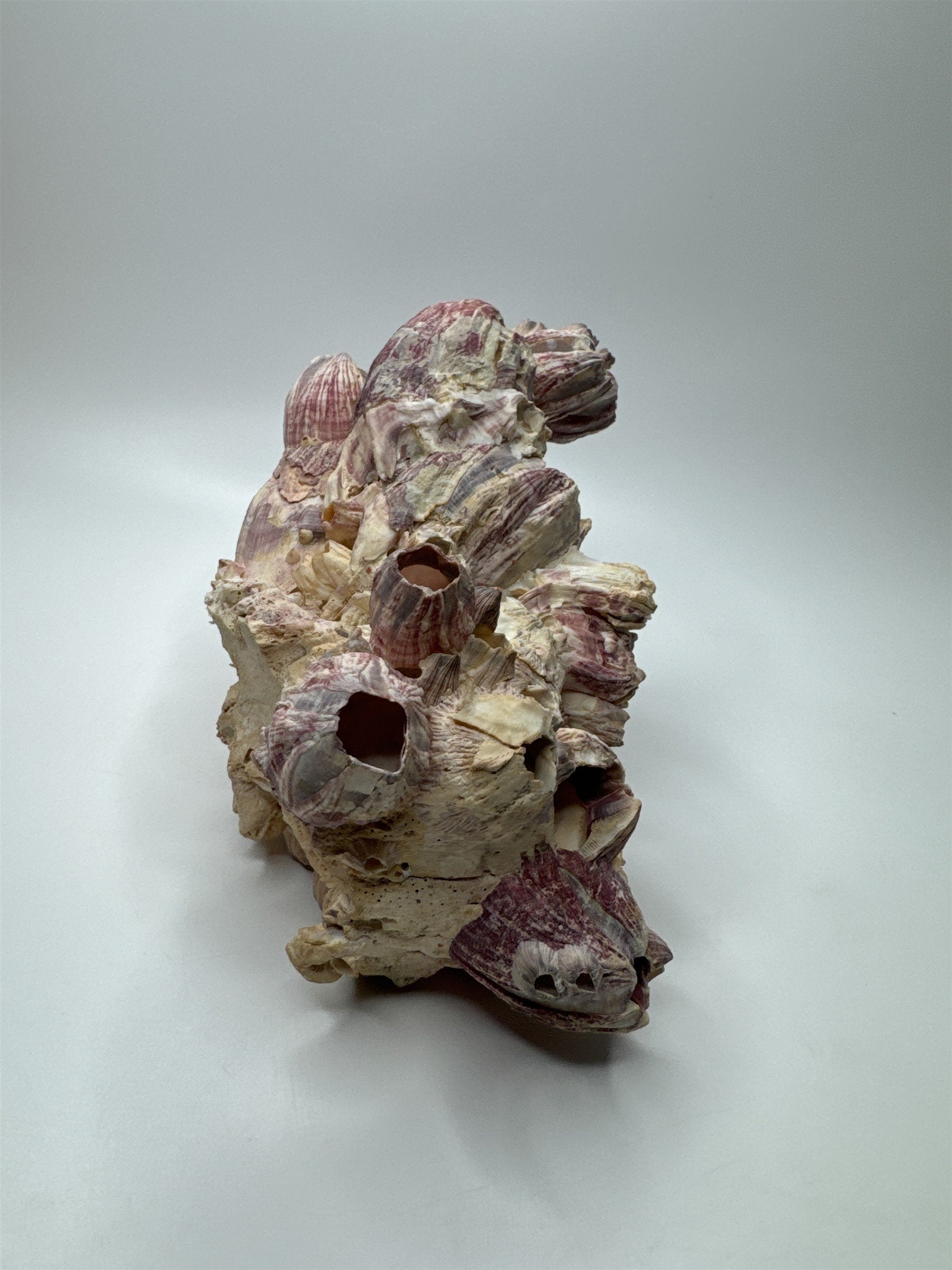 Vtg 8” Purple Acorn Barnacle Coral Cluster Fossil Ocean Seashell Fluorescent