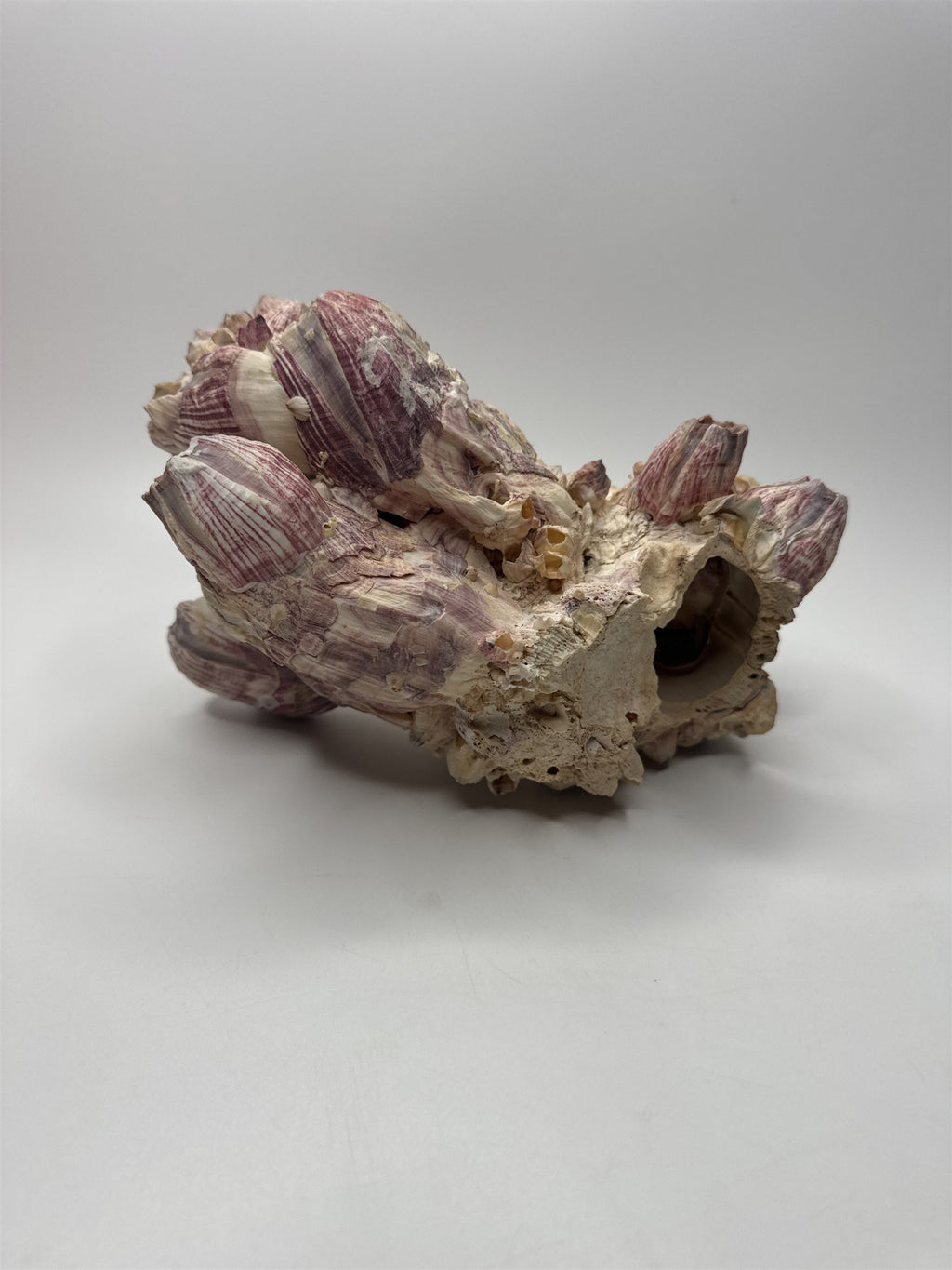 Vtg 8” Purple Acorn Barnacle Coral Cluster Fossil Ocean Seashell Fluorescent