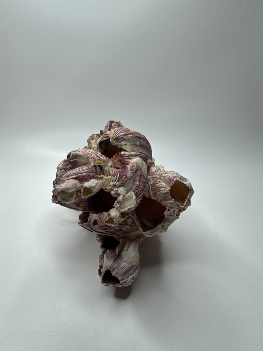 Vtg 8” Purple Acorn Barnacle Coral Cluster Fossil Ocean Seashell Fluorescent