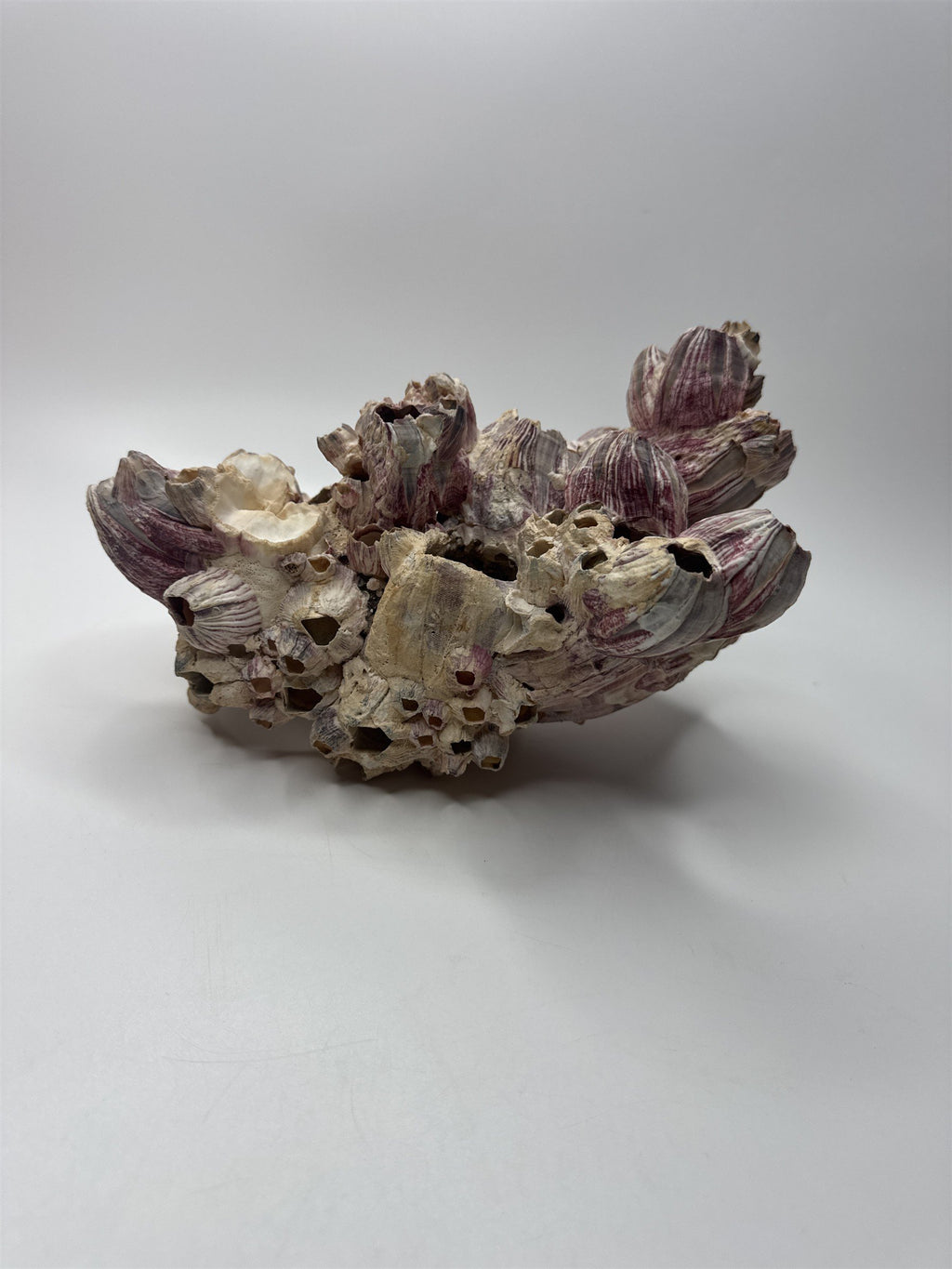 Vtg 8” Purple Acorn Barnacle Coral Cluster Fossil Ocean Seashell Fluorescent