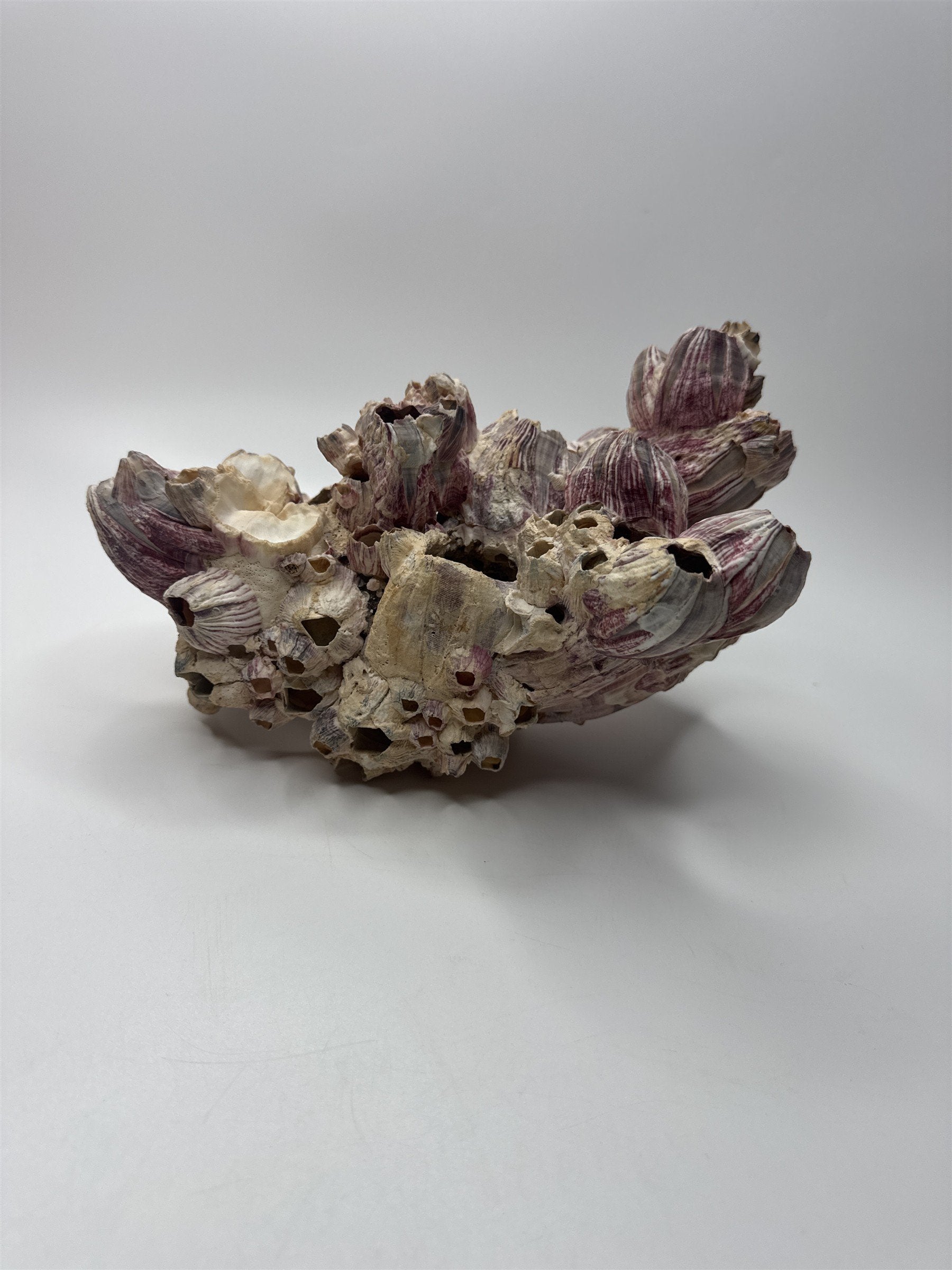 Vtg 8” Purple Acorn Barnacle Coral Cluster Fossil Ocean Seashell Fluorescent