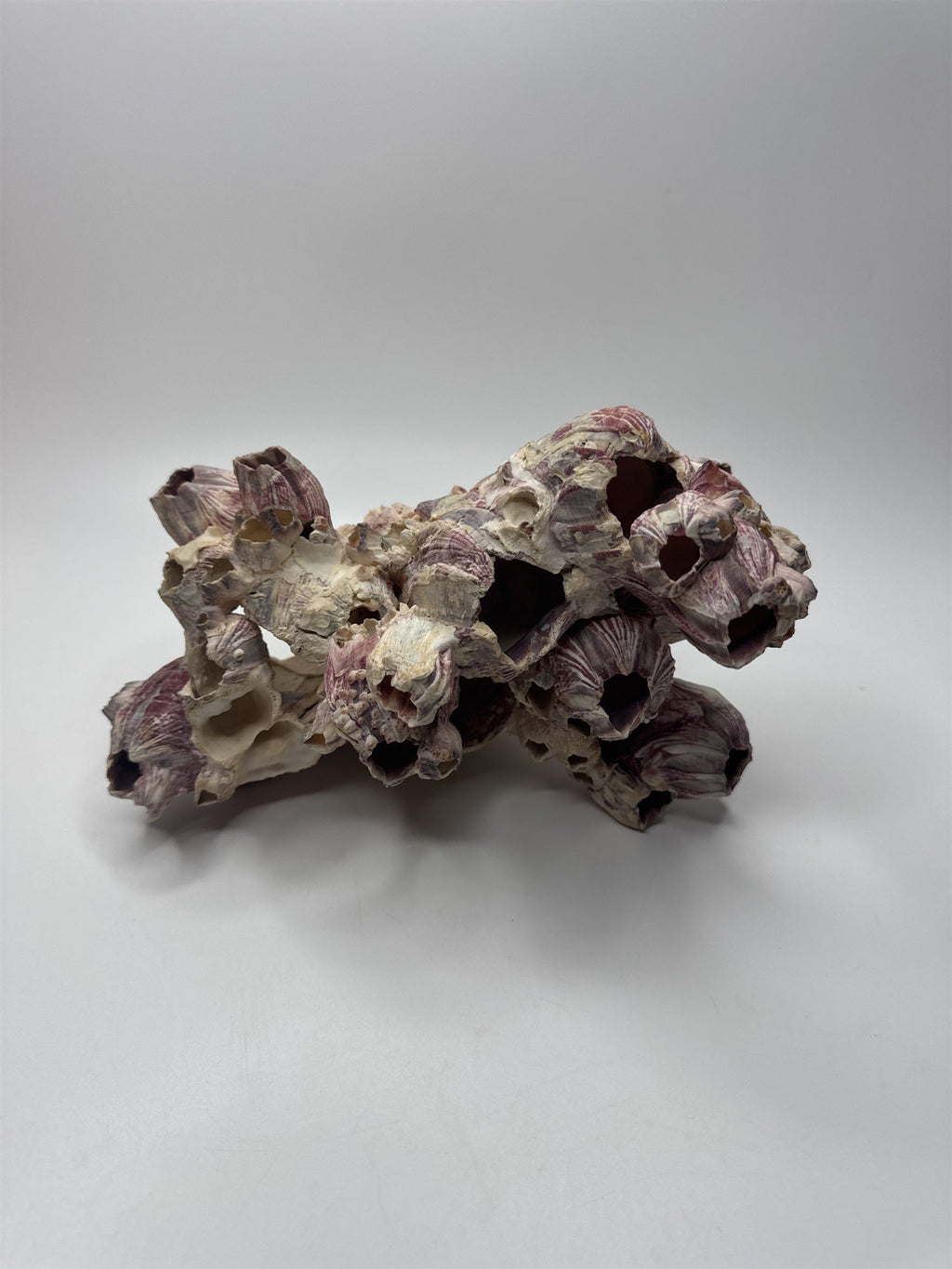Vtg 8” Purple Acorn Barnacle Coral Cluster Fossil Ocean Seashell Fluorescent