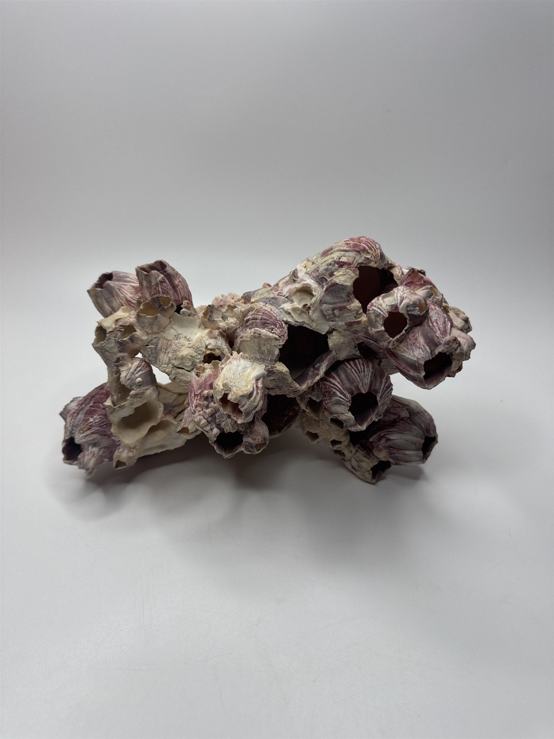 Vtg 8” Purple Acorn Barnacle Coral Cluster Fossil Ocean Seashell Fluorescent
