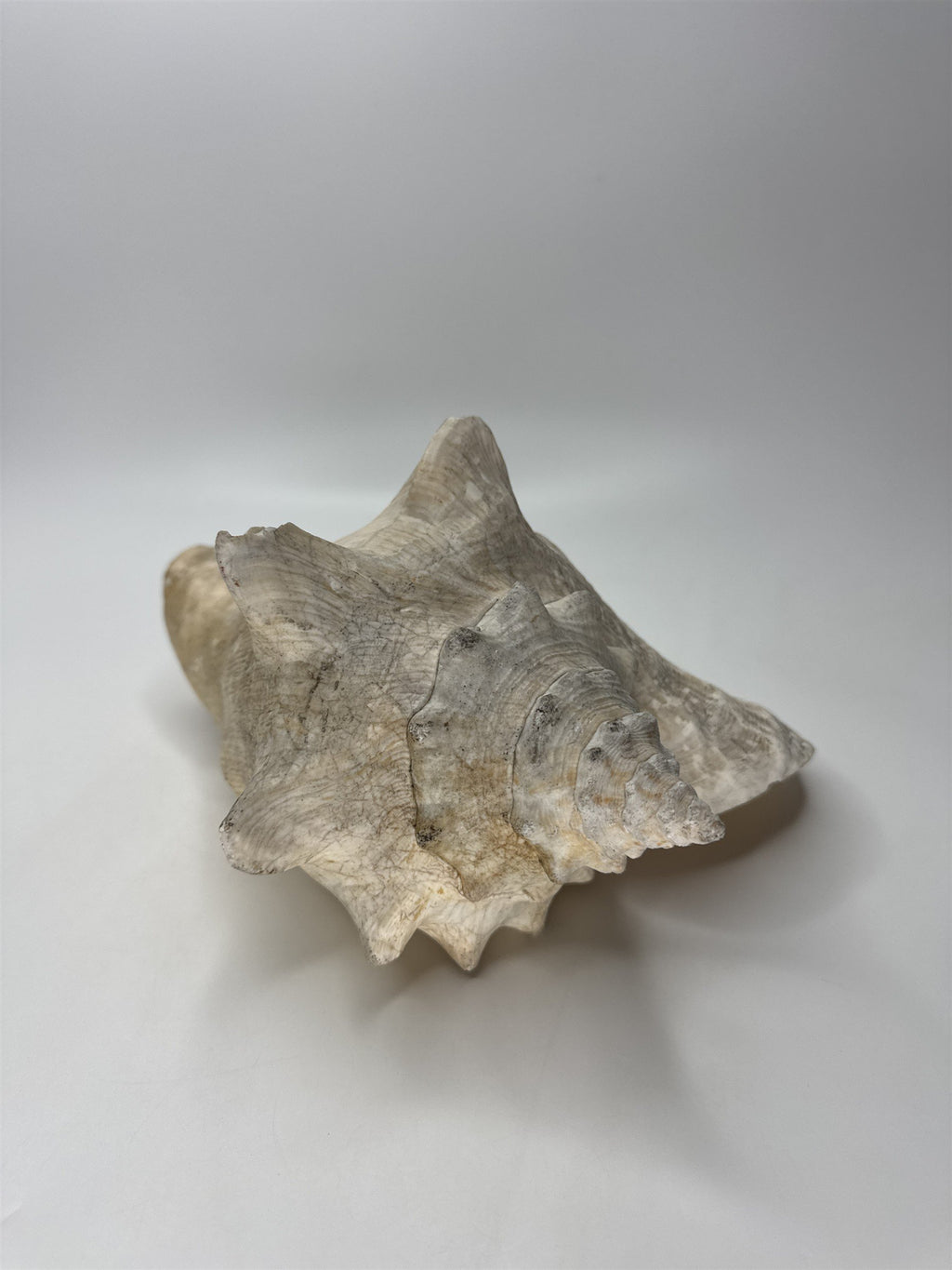 Large Natural Lighting Whelk Conch Seashell Coastal Beach Decor Specimen