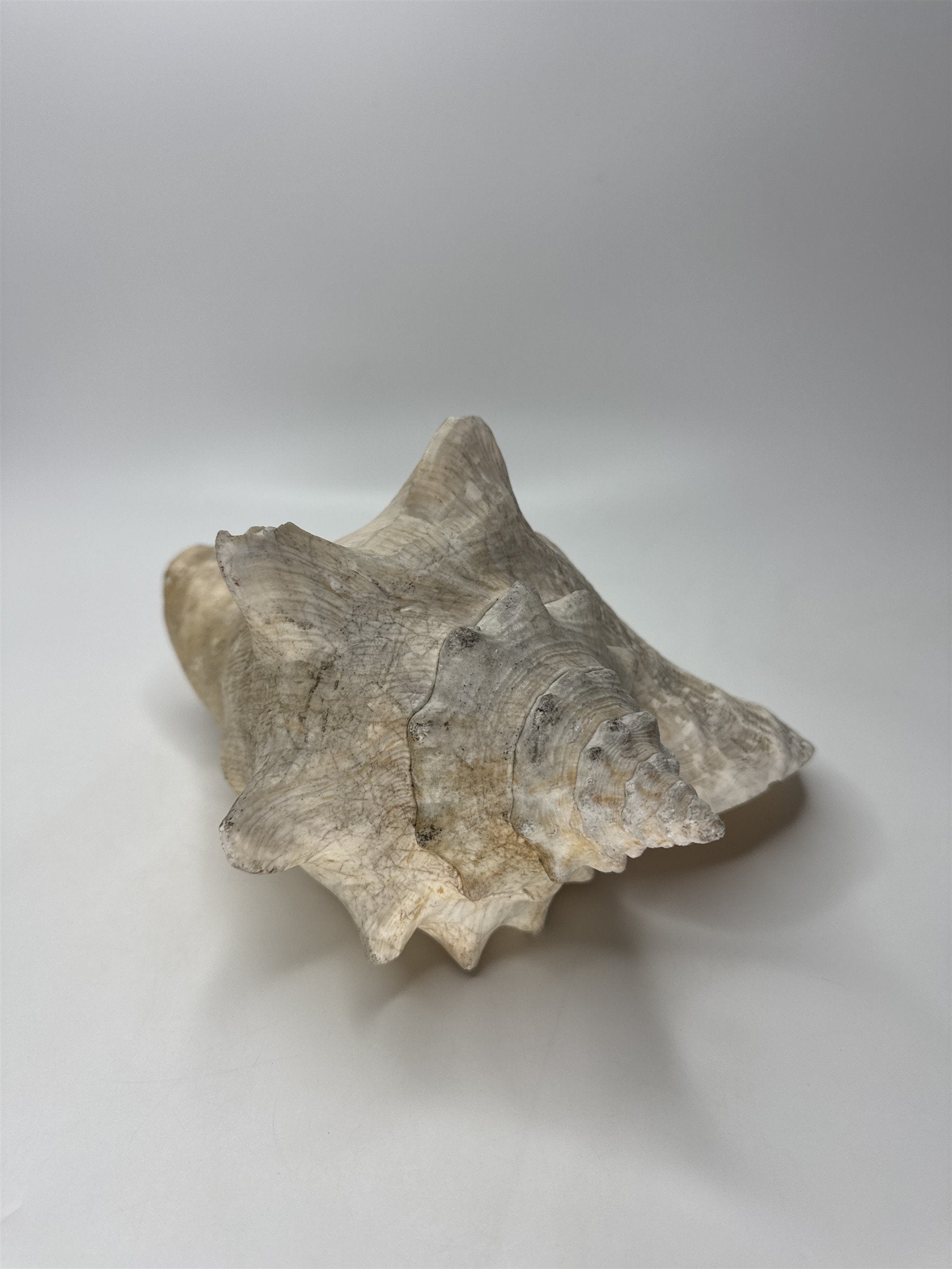 Large Natural Lighting Whelk Conch Seashell Coastal Beach Decor Specimen