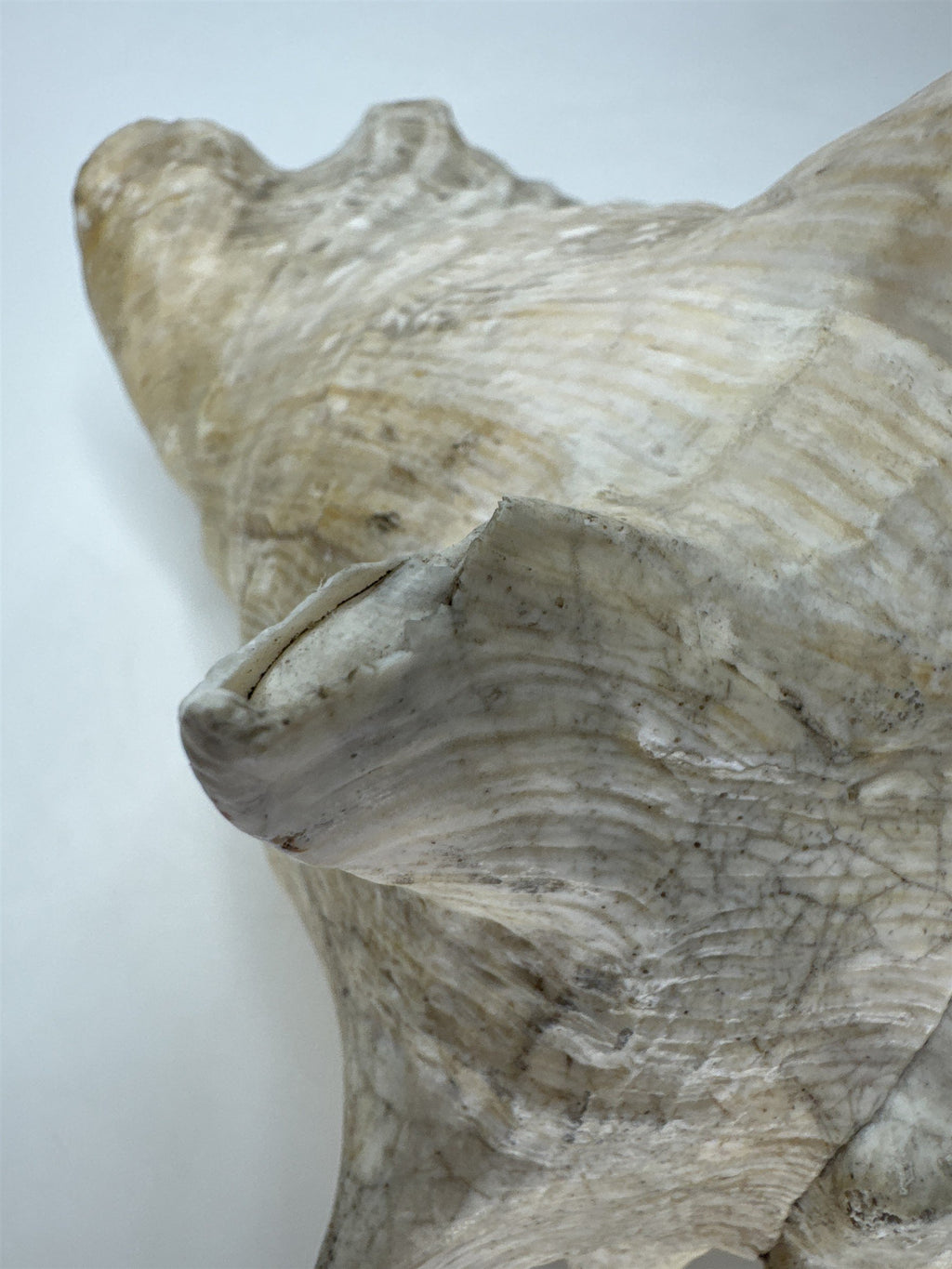 Large Natural Lighting Whelk Conch Seashell Coastal Beach Decor Specimen