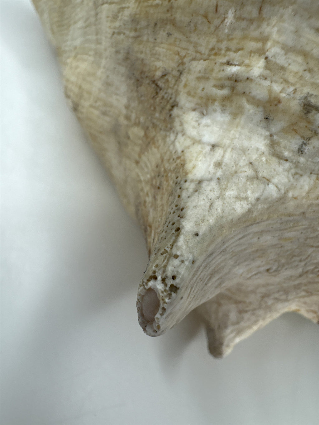 Large Natural Lighting Whelk Conch Seashell Coastal Beach Decor Specimen