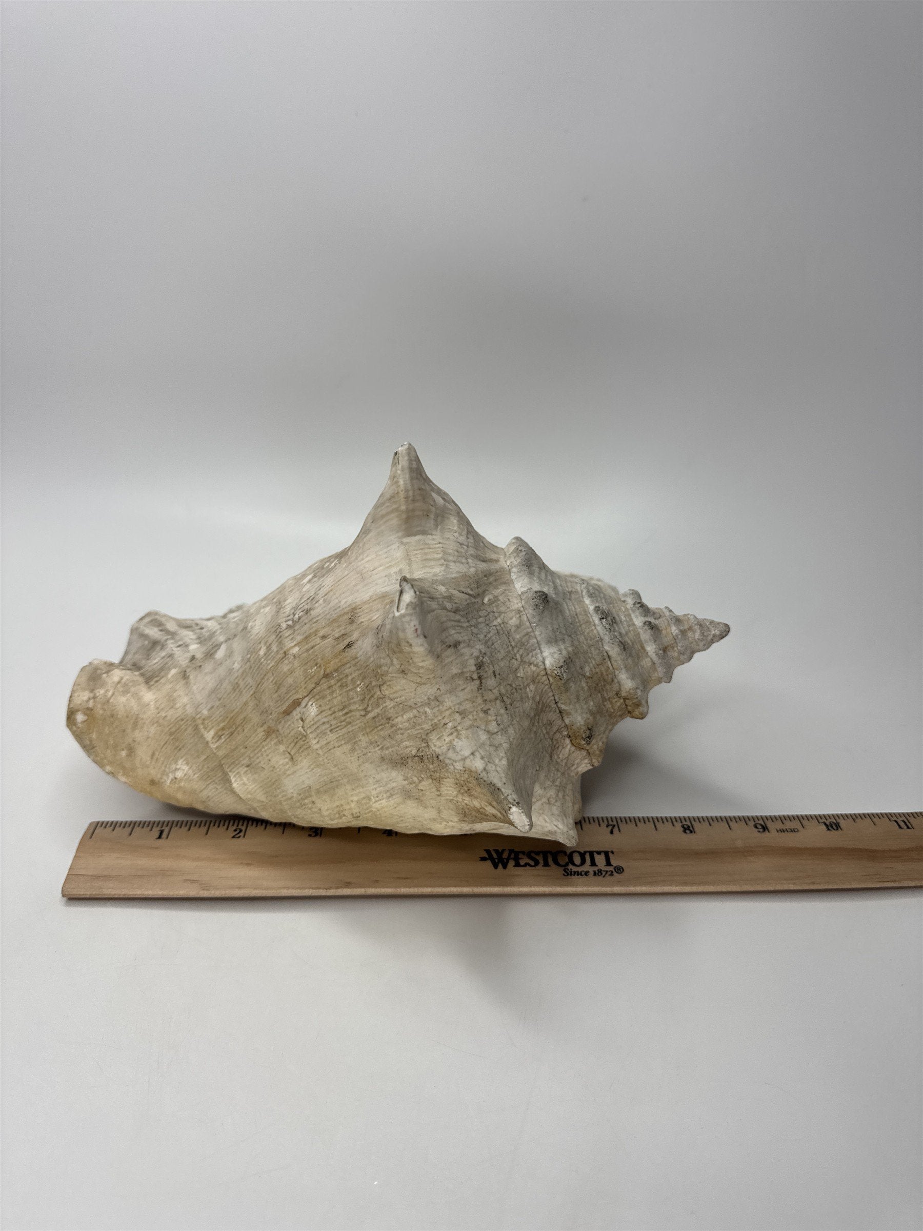 Large Natural Lighting Whelk Conch Seashell Coastal Beach Decor Specimen