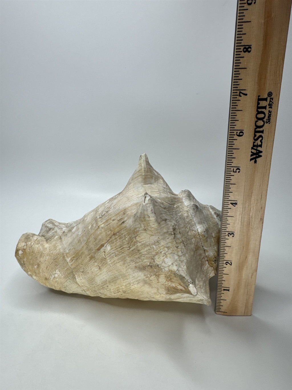 Large Natural Lighting Whelk Conch Seashell Coastal Beach Decor Specimen