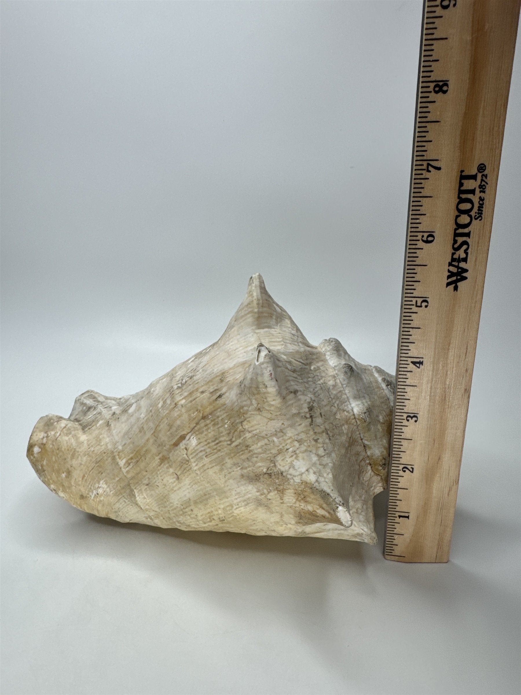Large Natural Lighting Whelk Conch Seashell Coastal Beach Decor Specimen