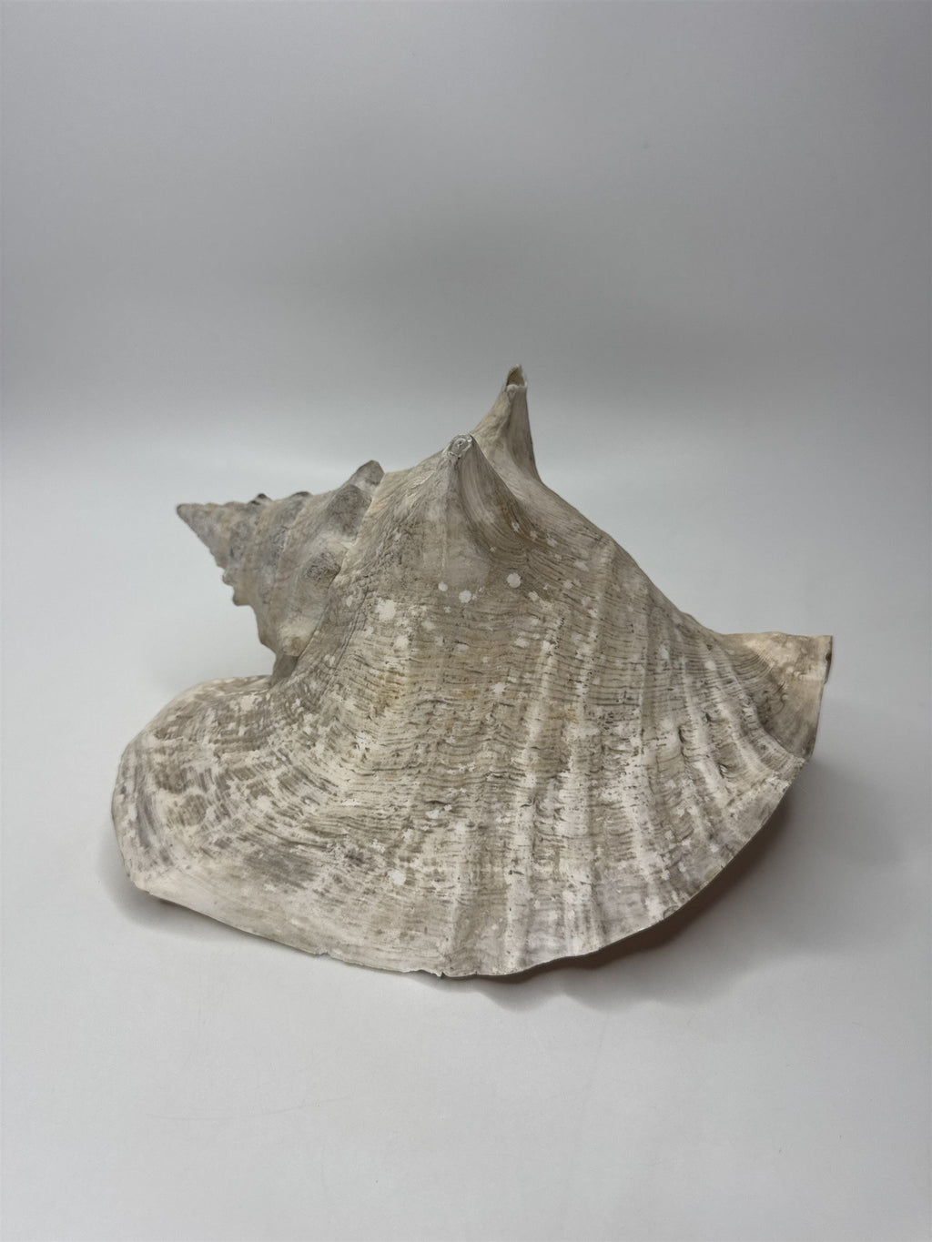 Large Natural Lighting Whelk Conch Seashell Coastal Beach Decor Specimen