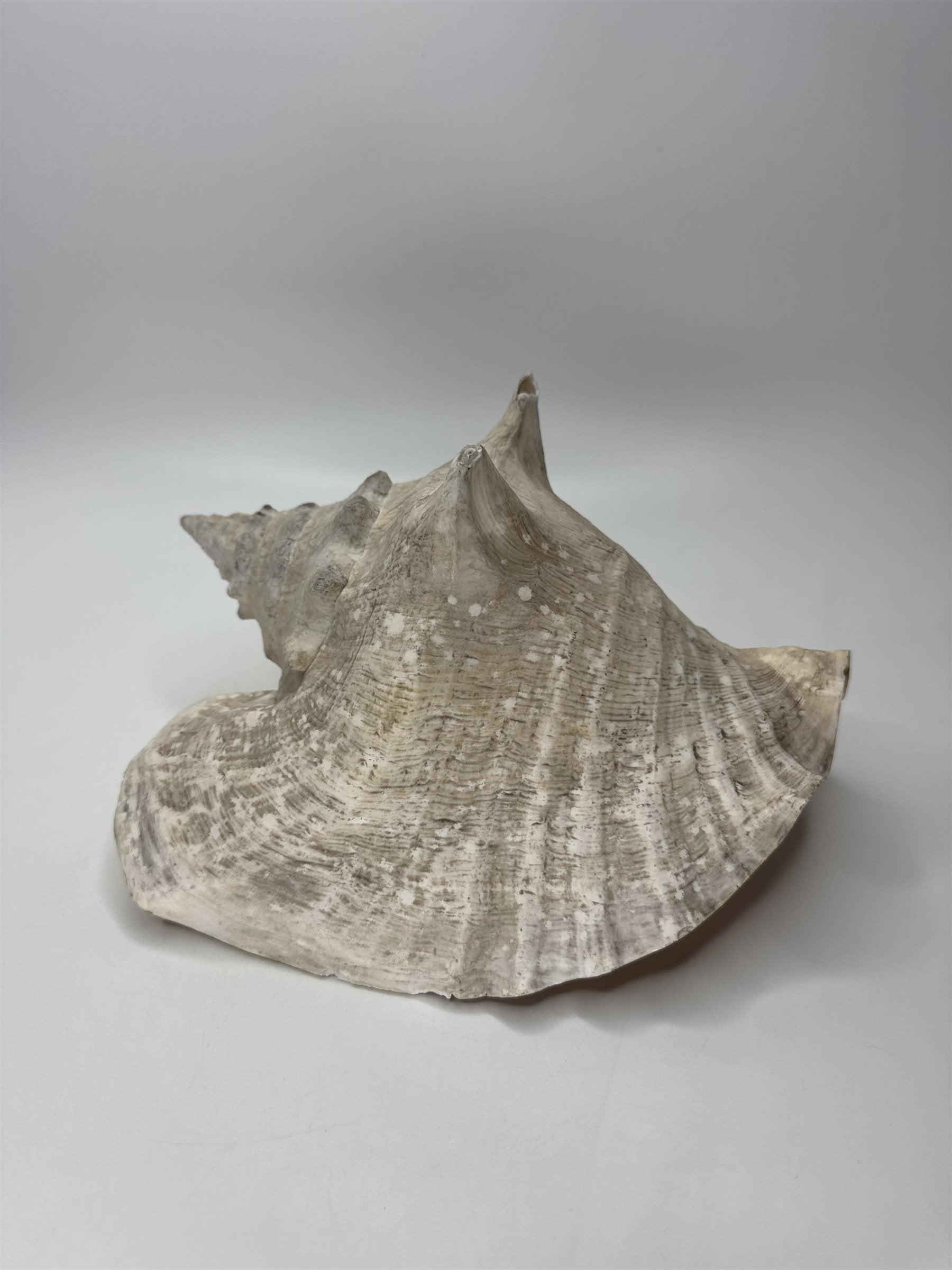 Large Natural Lighting Whelk Conch Seashell Coastal Beach Decor Specimen