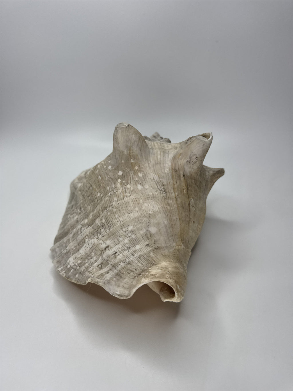 Large Natural Lighting Whelk Conch Seashell Coastal Beach Decor Specimen