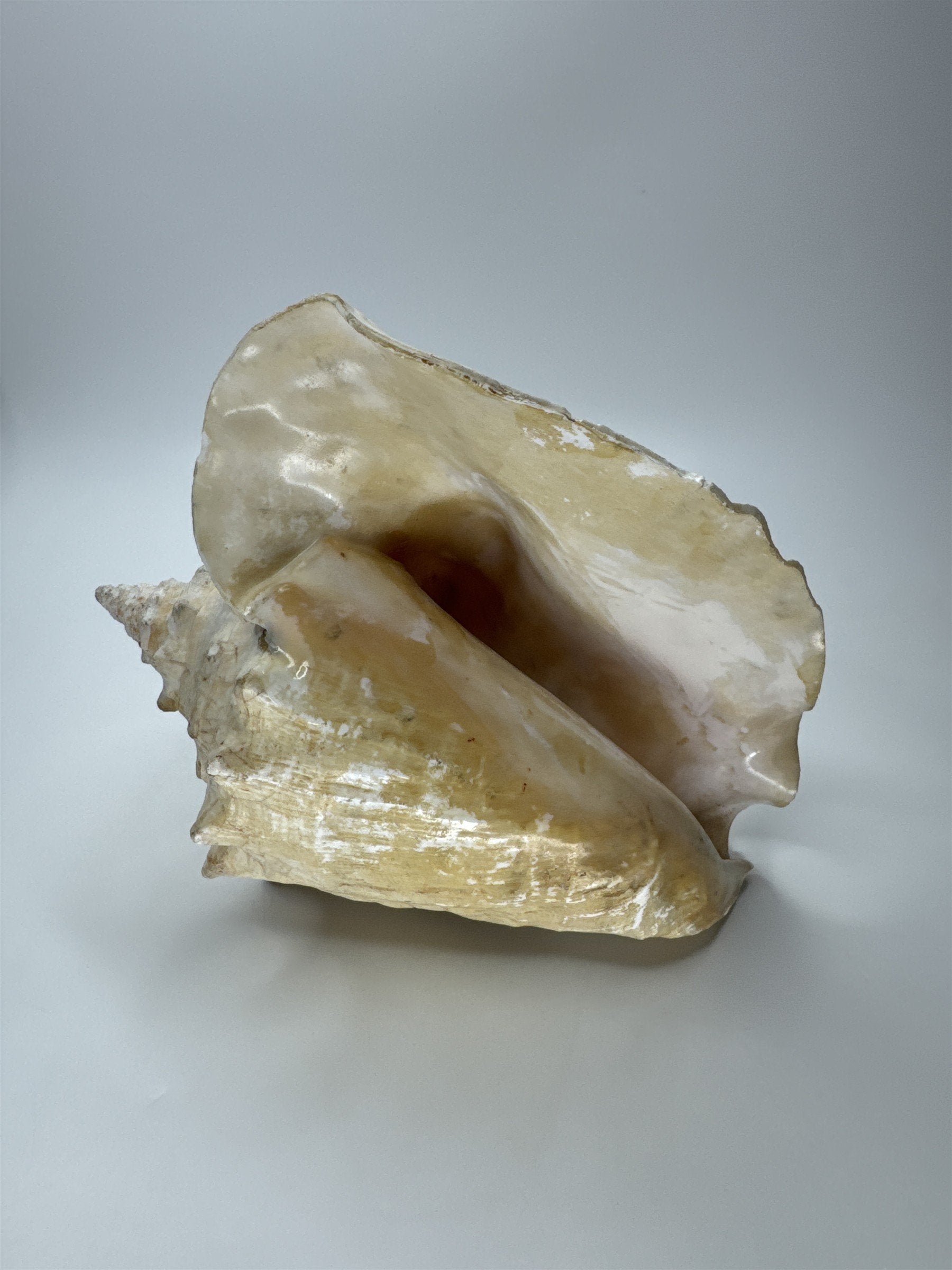 Large Natural Lighting Whelk Conch Seashell Coastal Beach Decor Specimen